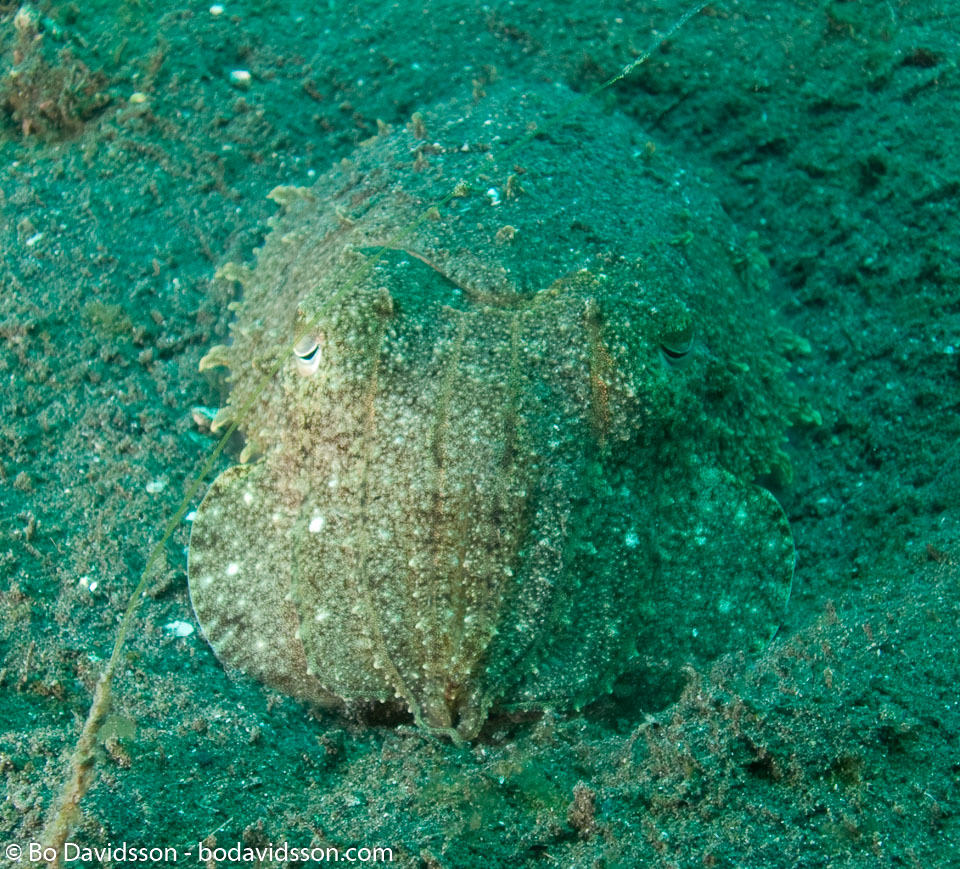 BD-090928-Lembeh-9284827-Sepia-latimanus.-Quoy---Gaimard.-1832-[Broadclub-cuttlefish].jpg